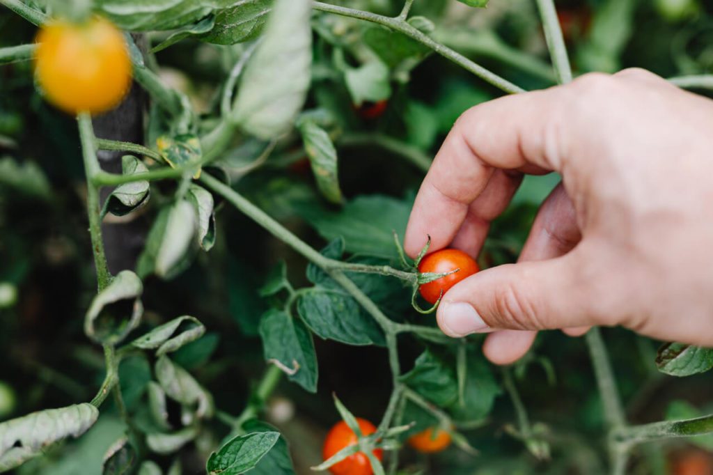 Picking tomatoes in a garden