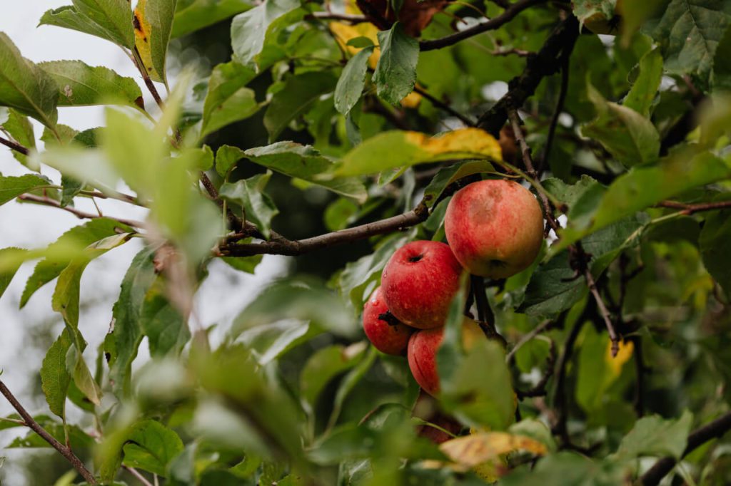 Apples on a tree. Picking apples is one of 100 things to make you happy