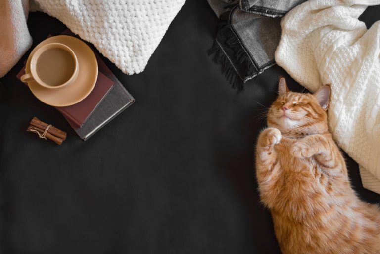 Coffee cup and ginger cat. Coffee names for cats are a great place to get inspiration for your pets name.