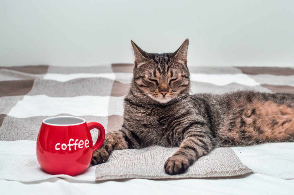 Cat sitting next to a red mug that says "coffee" on the front