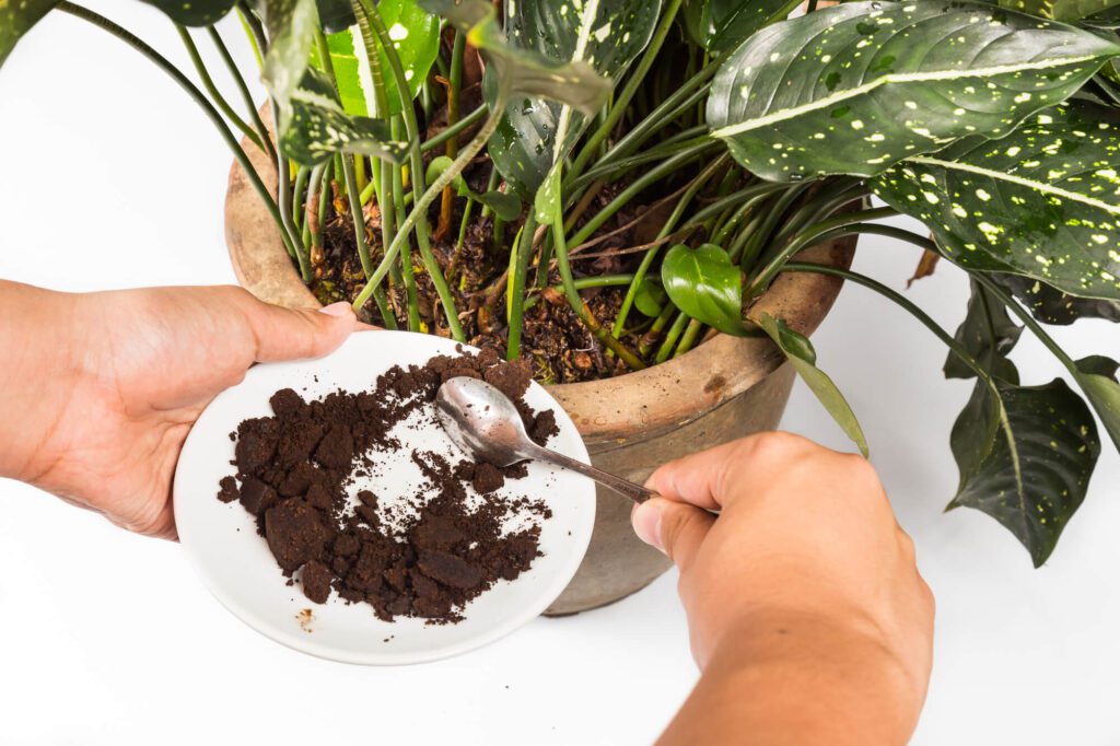You can reuse coffee grounds for houseplants.