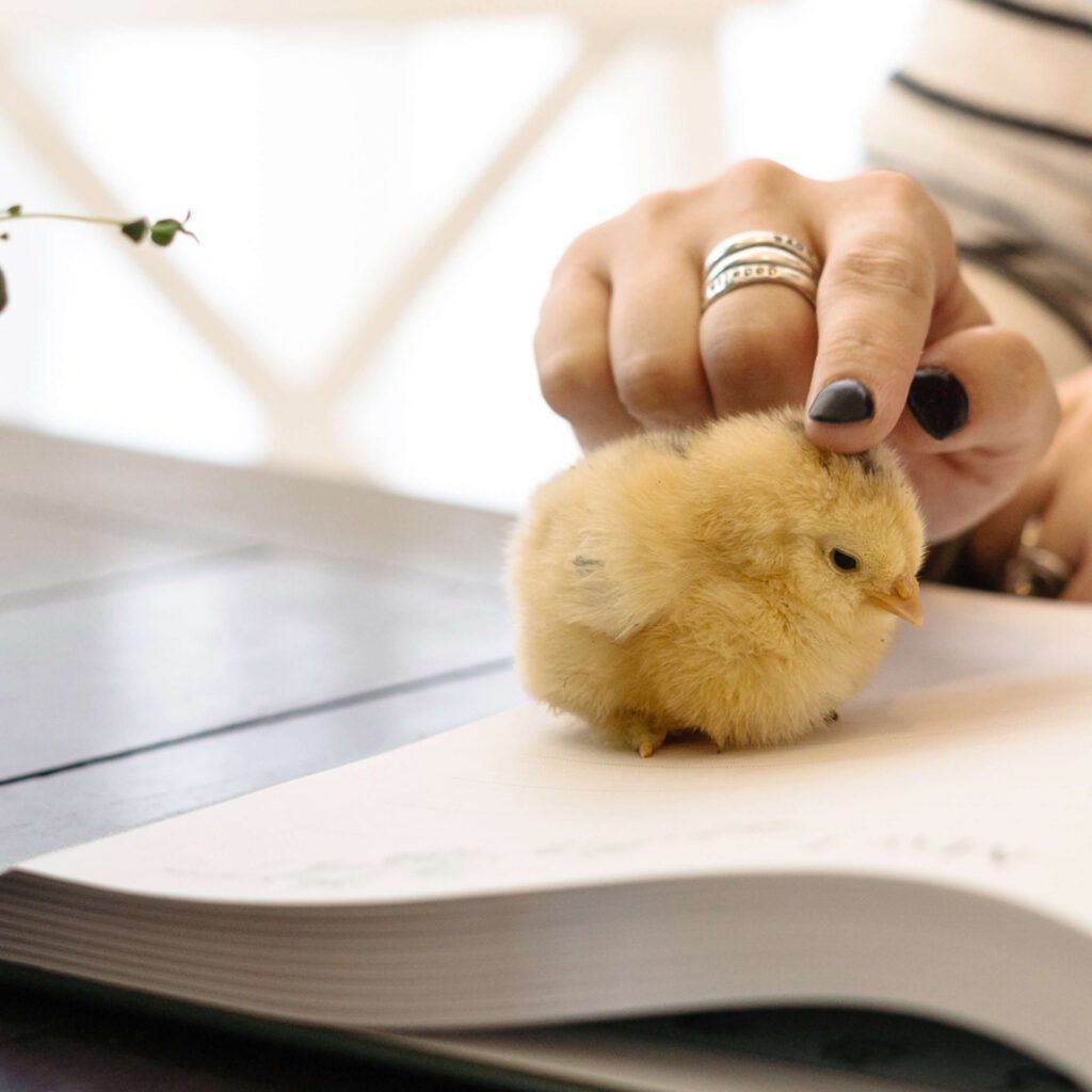 A chick sitting on an open book. 