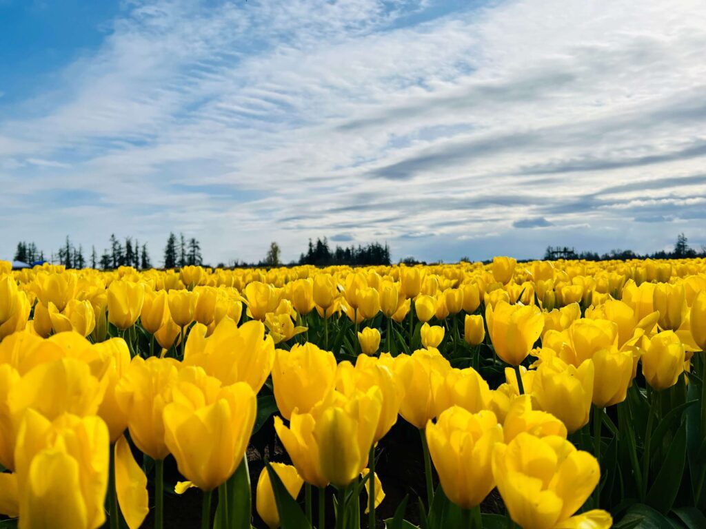 A field of yellow tulips.