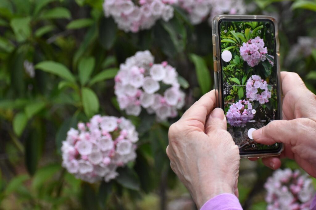 A picture of someone taking a picture of flowers on their phone.