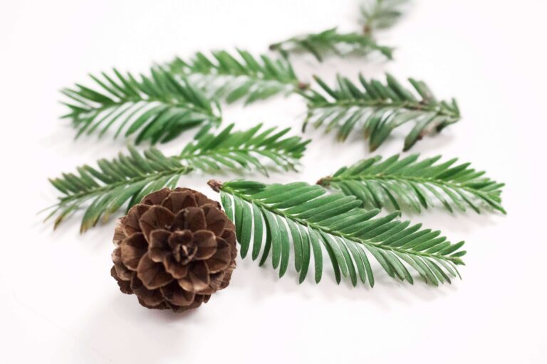 Evergreen springs on a white background with a pinecone.