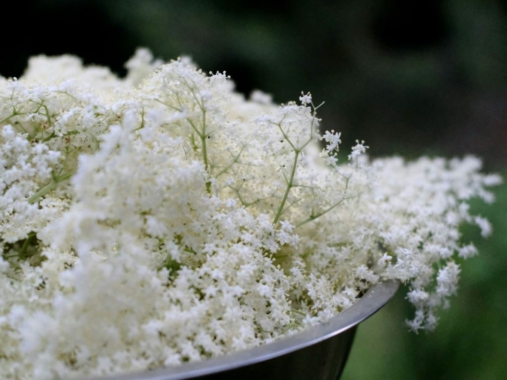 A bowl of elderflower.